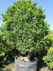 Cây Nguyệt Quế Siêu Hoa