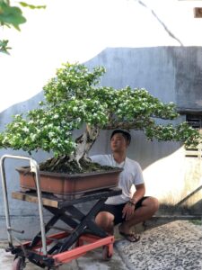 Hình thái cây nguyệt quế