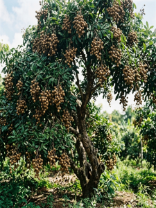 Cây Nhãn Cổ Thụ