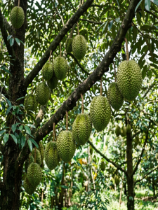 Cây Sầu Riêng Ri6