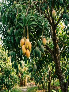 Cây Xoài Cổ Thụ